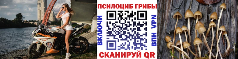 kraken вход  Котлас  Псилоцибиновые грибы GOLDEN TEACHER 